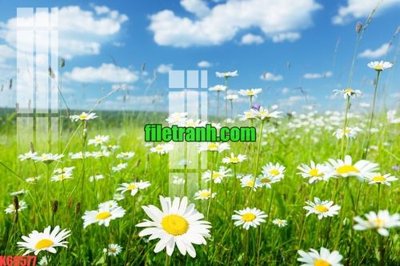 Mua file gốc File gốc in tranh nền tường tổng hợp K69577 (PSD) tại Filetranh.com