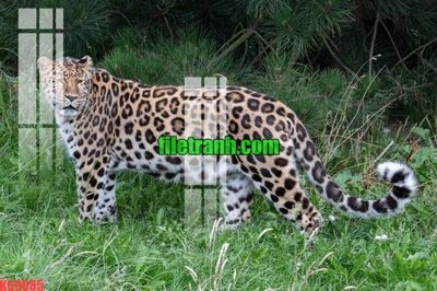 Tải về hình ảnh gốc File gốc in tranh nền tường tổng hợp K69685 sắc nét