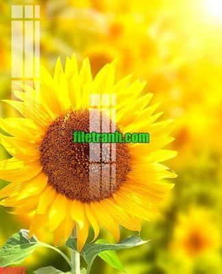 File tranh trang trí File gốc in tranh nền tường tổng hợp K69972 (file gốc)