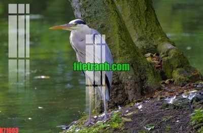 Tải file File gốc in tranh nền tường tổng hợp K71603 (ảnh gốc) in tranh kính