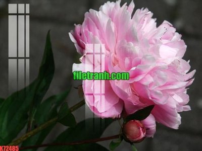 File tranh File gốc in tranh nền tường tổng hợp K72485 (ảnh gốc) cho in ấn kỹ thuật số