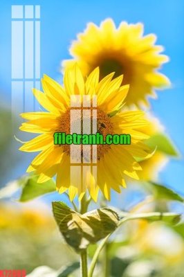 File tranh File gốc in tranh nền tường tổng hợp K72869 (ảnh gốc) cho in ấn kỹ thuật số