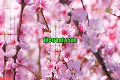 File ảnh File gốc in tranh nền tường tổng hợp K73434 (gốc) in poster