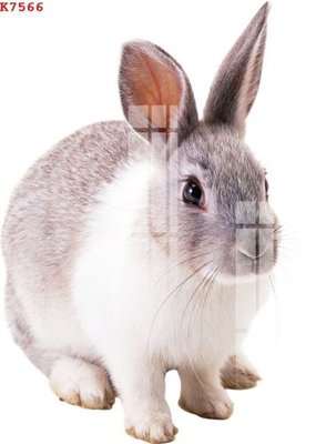 File gốc File gốc in tranh tổng hợp K7566 (cho in ấn) từ kho Filetranh