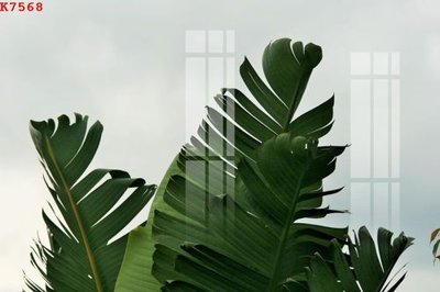 File tranh File gốc in tranh tổng hợp K7568 (gốc) chủ đề thành phố