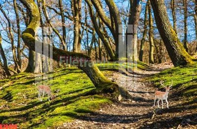 File tranh File tranh gốc dán tường đẹp K78494 (file gốc) chuẩn màu in