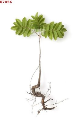 File gốc File gốc in tranh tổng hợp K7856 (in ấn) không giới hạn