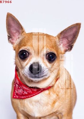 File PSD File gốc in tranh tổng hợp K7966 (bản gốc) dễ dàng edit