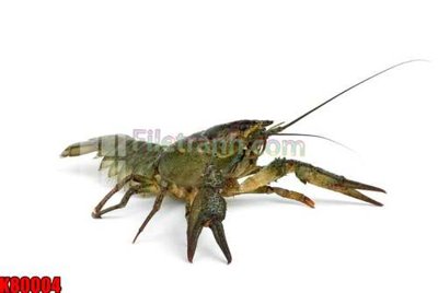 File PSD in ấn File tranh gốc tổng hợp K80004 (chất lượng cao)