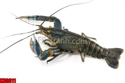 Tải file File tranh gốc tổng hợp K80011 (gốc) in trên mọi chất liệu