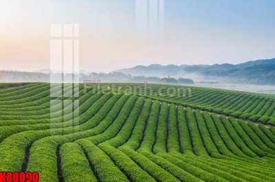 Tải file gốc File tranh gốc tổng hợp K80090 (in khổ lớn) không vỡ