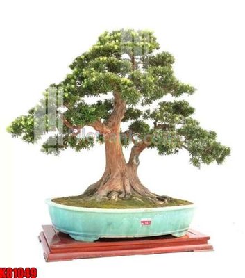 Tải file tranh File tranh gốc tổng hợp K81049 (ảnh gốc) ngay