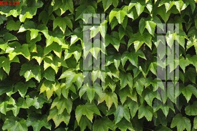 File tranh File gốc in tranh tổng hợp K8118 (bản gốc) treo quán cafe