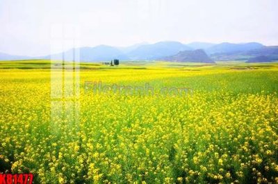 File gốc File tranh gốc tổng hợp K81477 (in lụa) họa tiết 3D