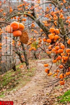 File gốc File tranh gốc tổng hợp K82776 (phong cách) cổ điển