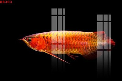 Tải về file gốc File gốc in tranh tổng hợp K8303 (chuẩn in ấn)