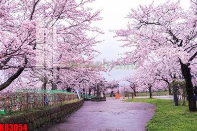 Tệp tin gốc File tranh gốc tổng hợp K83054 (chất lượng) File tranh gốc tổng hợp K83054