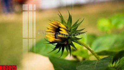 File gốc File tranh gốc tổng hợp K83075 (in ấn) không giới hạn