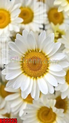 File in trần File tranh gốc tổng hợp K83335 (bản gốc) mây trời