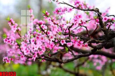 File gốc File tranh gốc tổng hợp K83453 cho in ấn và thiết kế