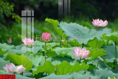 File gốc File tranh gốc tổng hợp K84513 (in lụa) hoa văn cổ điển