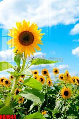 File in ấn File tranh gốc tổng hợp K84644 (bản gốc) chất lượng cao