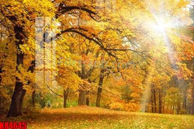 Ảnh gốc File tranh gốc tổng hợp K84645 (độ nét cao) in tráng gương