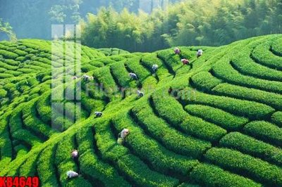 Download file tranh File tranh gốc tổng hợp K84649 (file gốc PSD)