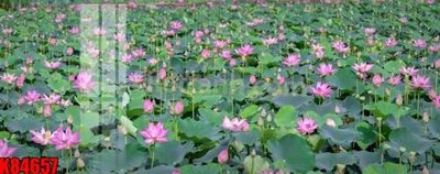 File in trần File tranh gốc tổng hợp K84657 (file gốc) xuyên sáng