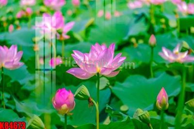 Ảnh gốc File tranh gốc tổng hợp K84673 (siêu chi tiết) để in ấn