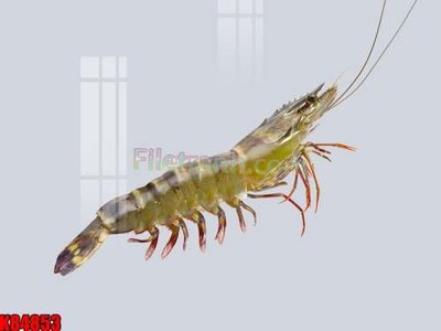 File PSD File tranh gốc tổng hợp K84853 (bản gốc) cho nhà in