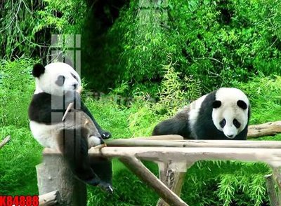 Tải file File tranh gốc tổng hợp K84888 (ảnh gốc) in tranh kính