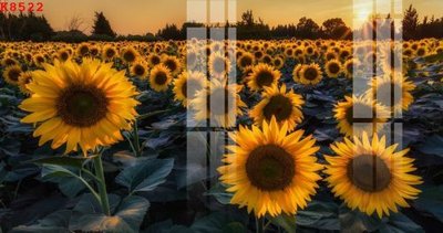 File gốc in ấn File gốc in tranh tổng hợp K8522 chất lượng vượt trội