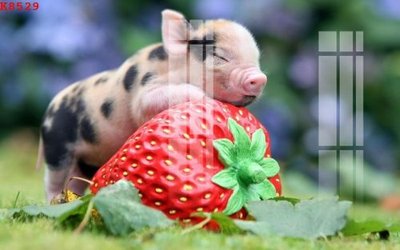 File tranh in trần File gốc in tranh tổng hợp K8529 (ảnh gốc siêu nét)