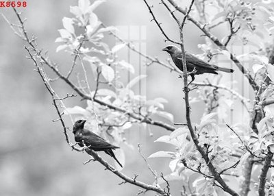 File gốc File gốc in tranh tổng hợp K8598 (phiên bản chuẩn) để in ấn