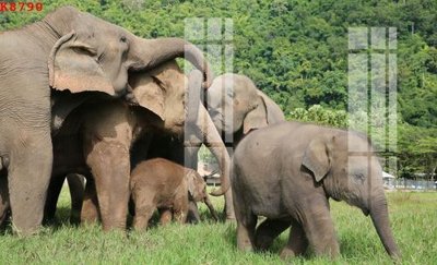 File in ấn File gốc in tranh tổng hợp K8790 (bản gốc) từ file gốc