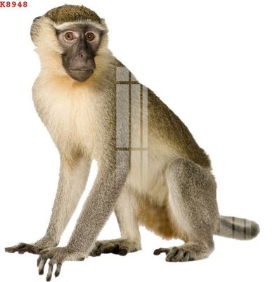 File gốc File gốc in tranh tổng hợp K8948 (in lụa) tranh phong thủy