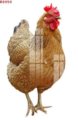 Tải file File gốc in tranh tổng hợp K8950 (gốc) chủ đề hoa sen