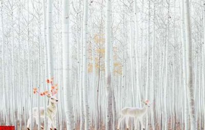 File PSD File tranh gốc tổng hợp tranh nền tường đẹp K89681 (bản gốc) dễ dàng edit