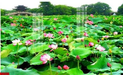 File gốc File tranh gốc tổng hợp tranh nền tường đẹp K90230 (in ấn) màu sắc trung thực