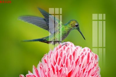 File tranh File gốc in tranh tổng hợp K9326 (ảnh gốc) in trần 3D