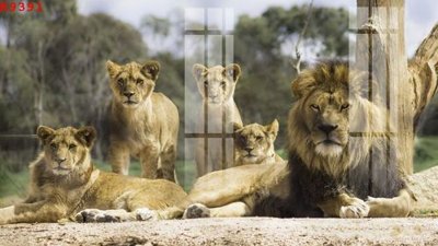 File gốc File gốc in tranh tổng hợp K9391 (ảnh chi tiết) để in lụa