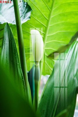 Tải file gốc File gốc in tranh tổng hợp K9411 (in tráng gương) cao cấpFile gốc File gốc in tranh tổng hợp K9411 (in ấn) phiên bản độc quyền