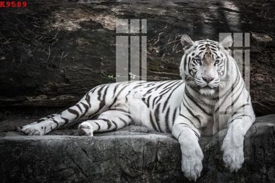 Tải file gốc File gốc in tranh tổng hợp K9589 (in tráng gương) siêu đẹpFile tranh gốc File gốc in tranh tổng hợp K9589 chất lượng cao