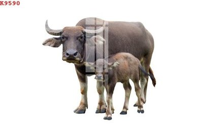 Tải file gốc File gốc in tranh tổng hợp K9590 (in tráng gương) 3DFile gốc File gốc in tranh tổng hợp K9590 (sẵn sàng in) chất lượng cao