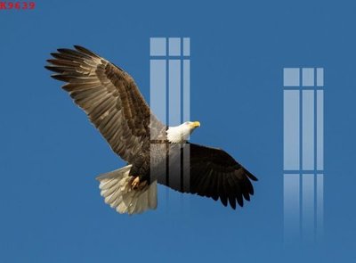 File tranh File gốc in tranh tổng hợp K9639 (gốc) chủ đề tĩnh vật