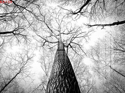 File tranh File gốc in tranh tổng hợp K9738 (gốc) chủ đề tĩnh vật