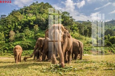 Mua file gốc File gốc in tranh tổng hợp K9922 (PSD) tại Filetranh.com