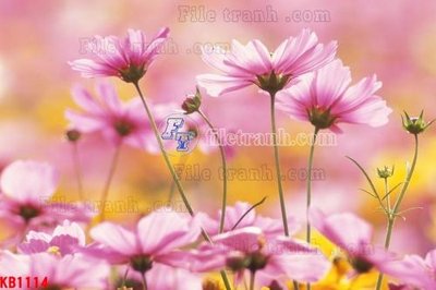 File tranh File in kính bếp KB1114 (bản gốc) in lụa dán tường