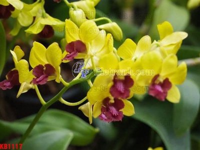 File ảnh File in kính bếp KB1117 (gốc) in biển hiệu